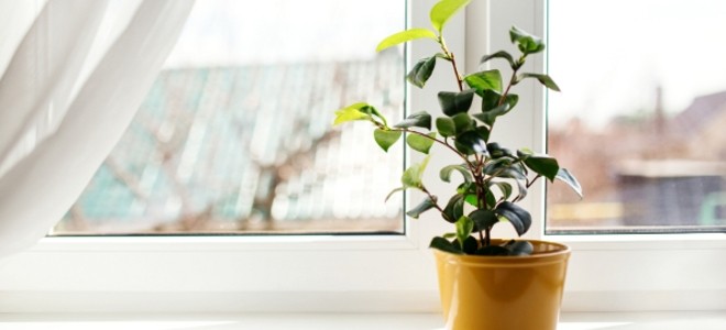window cleaning